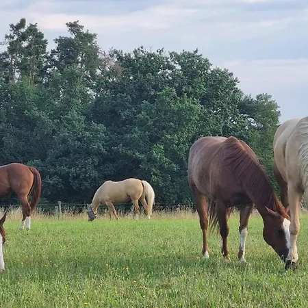 Ranci V Busi - Ve Srubu * Čím