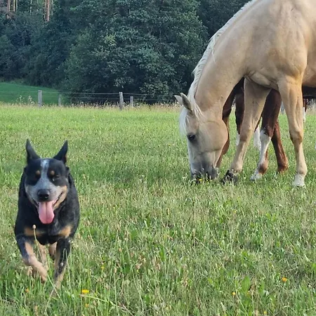 Ranci V Busi - Ve Srubu