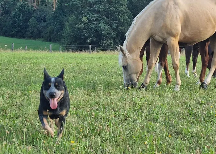 Ranci V Busi - Ve Srubu